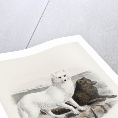 Arctic fox (Vulpes lagopus) by J. G. Keulemans