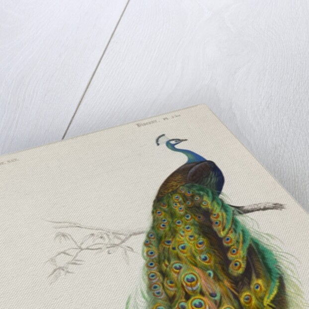 Indian peafowl or peacock (Pavo cristatus) by Edouard Travies