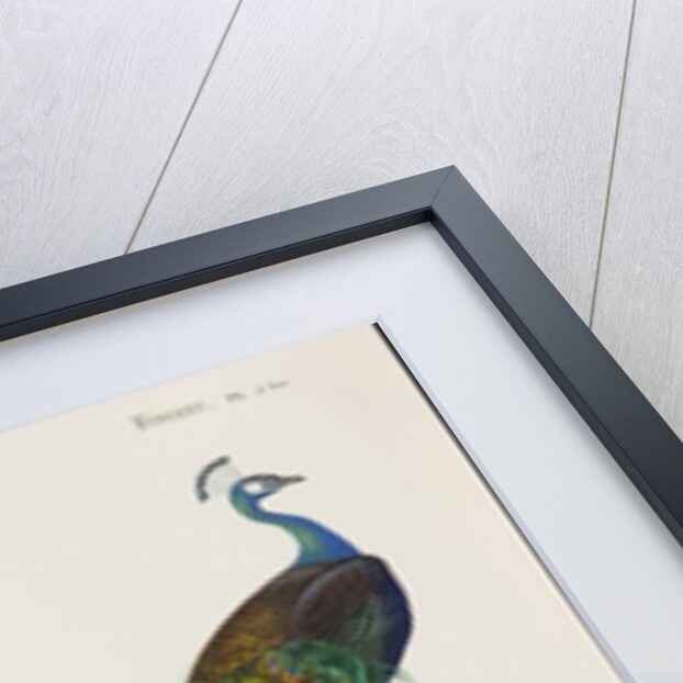 Indian peafowl or peacock (Pavo cristatus) by Edouard Travies