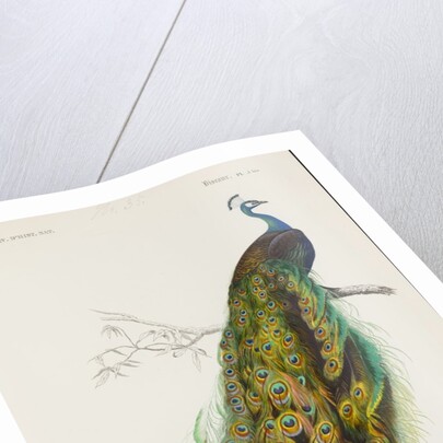 Indian peafowl or peacock (Pavo cristatus) by Edouard Travies