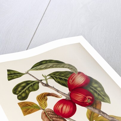 Rose apple fruit (Syzygium jambos), 1863 (Plate) by Berthe Hoola Van Nooten