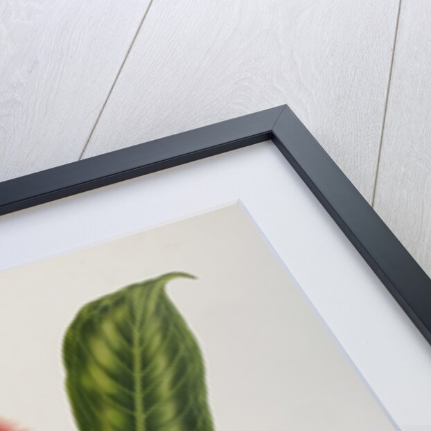 Rose apple flowers (Syzygium jambos), 1863 (Plate) by Berthe Hoola Van Nooten