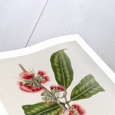 Rose apple flowers (Syzygium jambos), 1863 (Plate) by Berthe Hoola Van Nooten