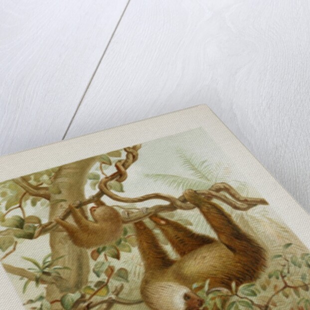 Two-toed sloth (Bradypus didactylus), 1894-1896 (Plate) by P. J. Smit