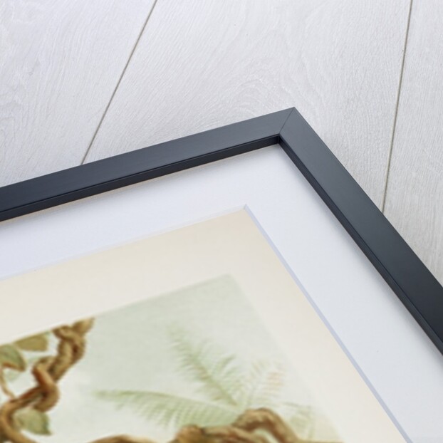 Two-toed sloth (Bradypus didactylus), 1894-1896 (Plate) by P. J. Smit