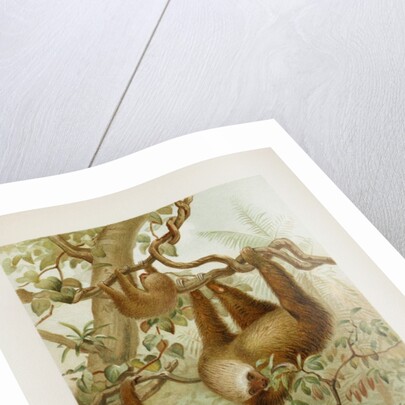Two-toed sloth (Bradypus didactylus), 1894-1896 (Plate) by P. J. Smit