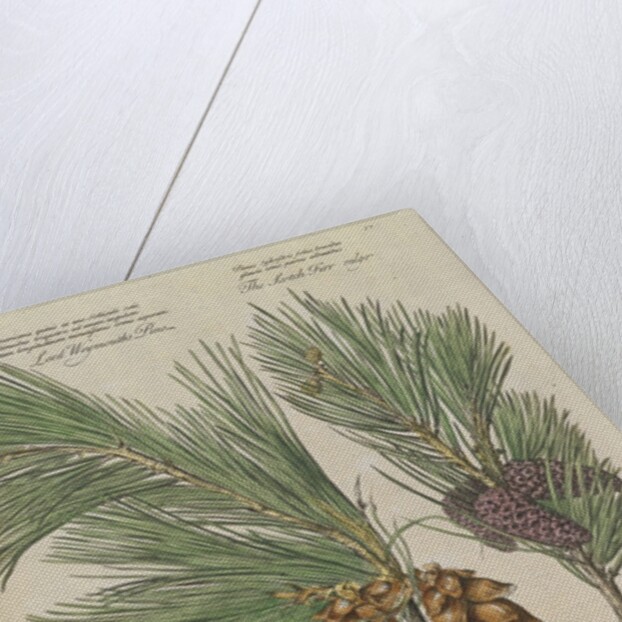 Eastern white pine (Pinus strobus), 1730 (Plate) by Van Huysum