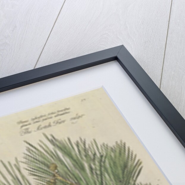 Eastern white pine (Pinus strobus), 1730 (Plate) by Van Huysum