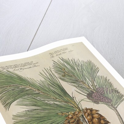 Eastern white pine (Pinus strobus), 1730 (Plate) by Van Huysum
