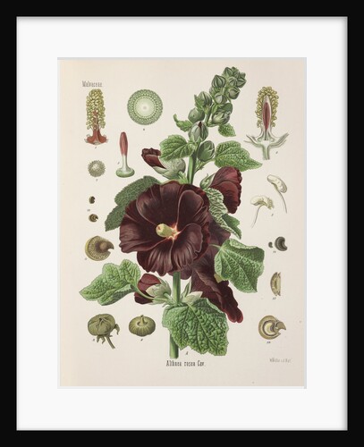 Hollyhock (Alcea rosea) by Walther Otto Müller