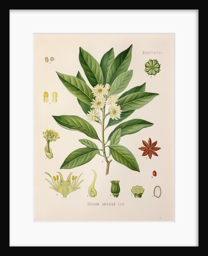 Japanese star anise (Illicium anisatum) by Unknown