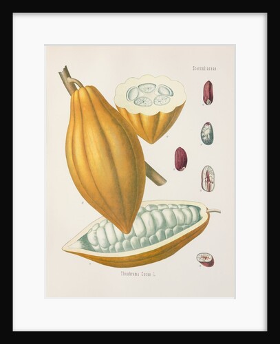 Cacao tree (Theobroma cacao) by Unknown