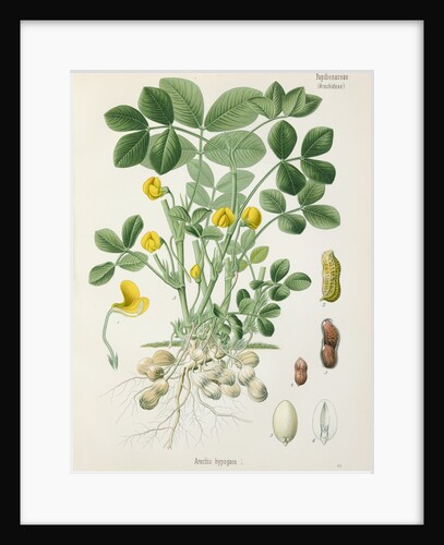 Peanut (Arachis hypogaea) by Unknown