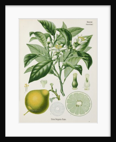 Bergamot orange (Citrus bergamia) by Unknown