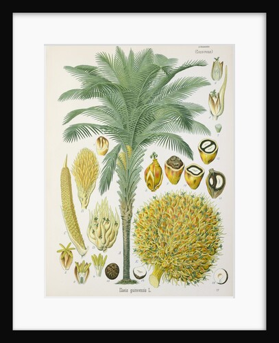 African oil palm (Elaeis guineensis) by Unknown