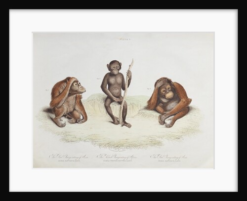 Orang utan (Pongo pygmaeus) by Howitt