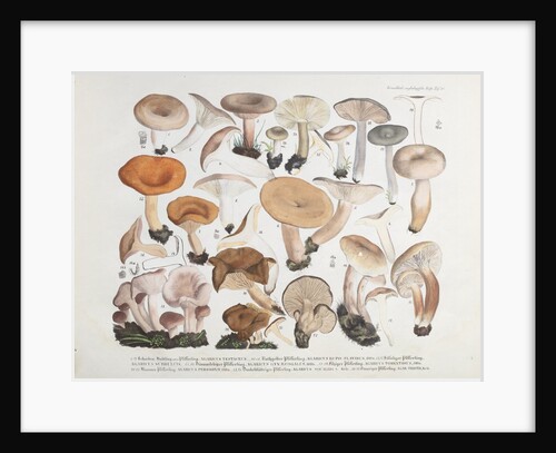 Fungi (Agaricus) by Unknown