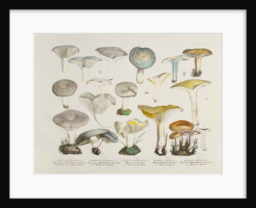 Fungi (Agaricus) by Unknown