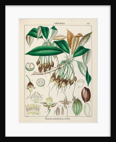 Madhuka or Indian butter tree (Madhuca longifolia) by Rungiah/Govindoo