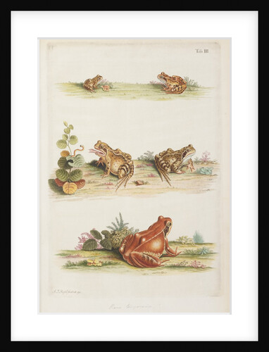 Common frog (Rana temporaria) by A. R. Rösel