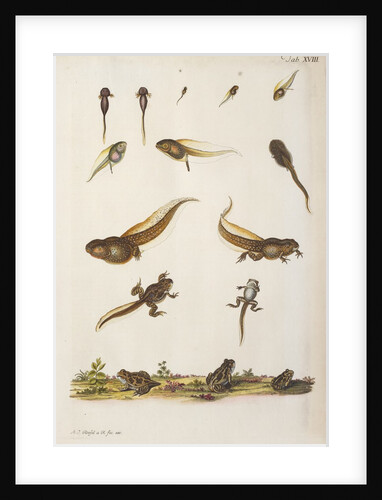 Frog life cycle by A. R. Rösel