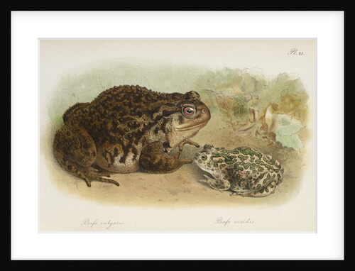 Common toad (Bufo vulgaris) and European green toad (Bufo viridis) by Anonymous