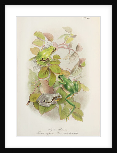 European tree frog (Hyla arborea) by Anonymous