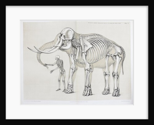 Elephant and human comparison by B. Waterhouse Hawkins