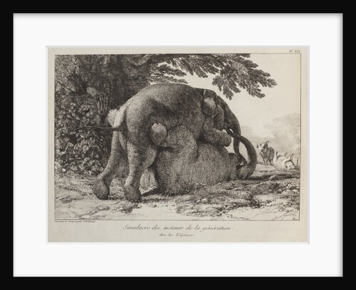 Elephants ('Simulacre des instants de la generation des elephants'), Hans and Parkie by J. P. L. L. Houel