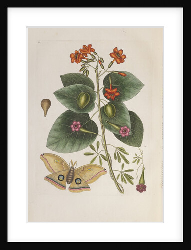 Geiger tree (Cordia sebestena) and Morning glory (Ipomoea carolina), 1731-1743 (Plate) by G. D. Ehret