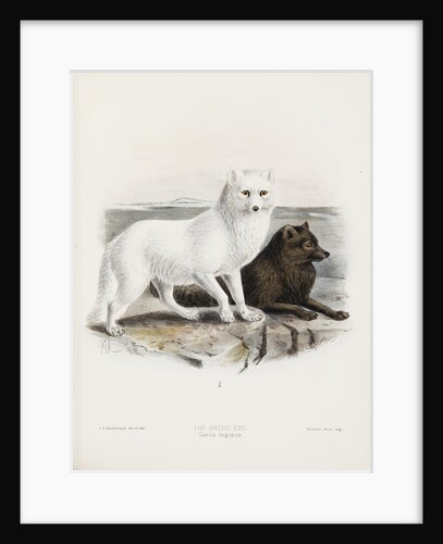 Arctic fox (Vulpes lagopus) by J. G. Keulemans
