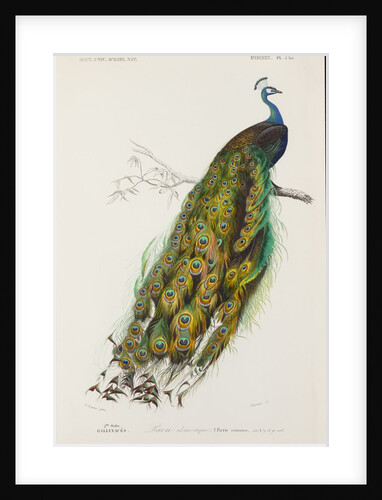 Indian peafowl or peacock (Pavo cristatus) by Edouard Travies