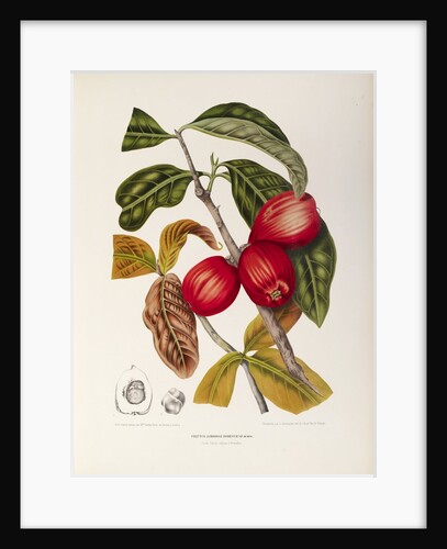 Rose apple fruit (Syzygium jambos), 1863 (Plate) by Berthe Hoola Van Nooten
