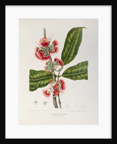 Rose apple flowers (Syzygium jambos), 1863 (Plate) by Berthe Hoola Van Nooten