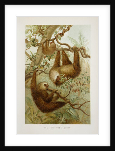 Two-toed sloth (Bradypus didactylus), 1894-1896 (Plate) by P. J. Smit