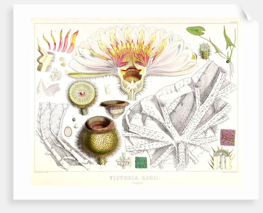 Victoria regia (Analyses) by Walter Hood Fitch