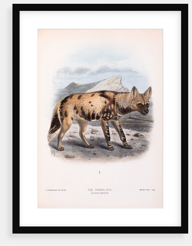The Hyaena Dog; Lycaon pictus by John Gerrard Keulemans