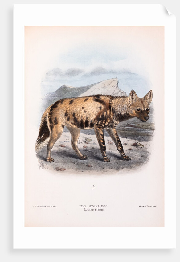 The Hyaena Dog; Lycaon pictus by John Gerrard Keulemans