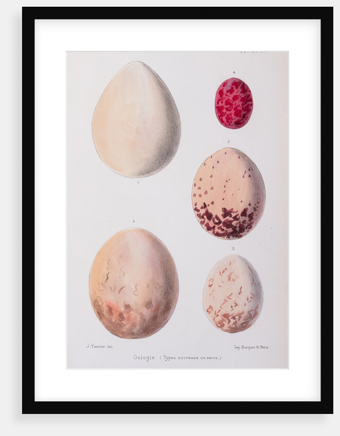 Oologie (Types nouveaux ou rares) by J. Terrier