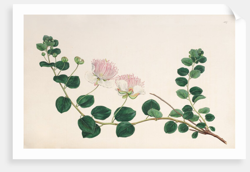 Capparis rupestris by Ferdinand Bauer