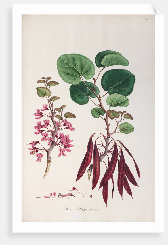 Cercis siliquastrum by Ferdinand Bauer