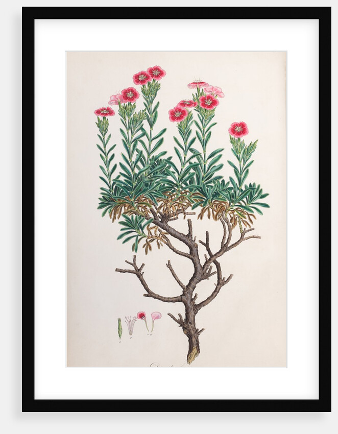 Dianthus fruticosus by Ferdinand Bauer