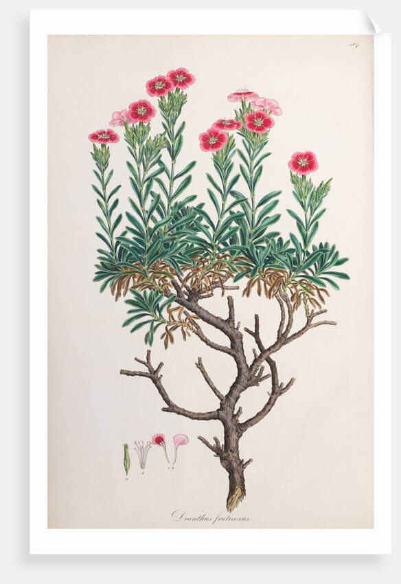 Dianthus fruticosus by Ferdinand Bauer