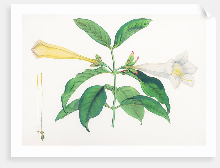 Portlandia grandiflora by James Sowerby