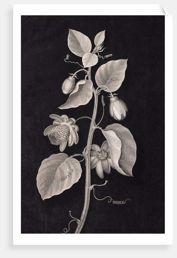 Passiflora Alata - The Winged Passion Flower by T. Bishop