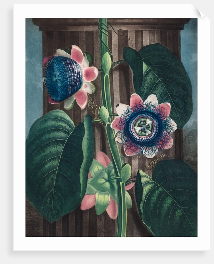 The Quadrangular Passion-flower by Peter Henderson