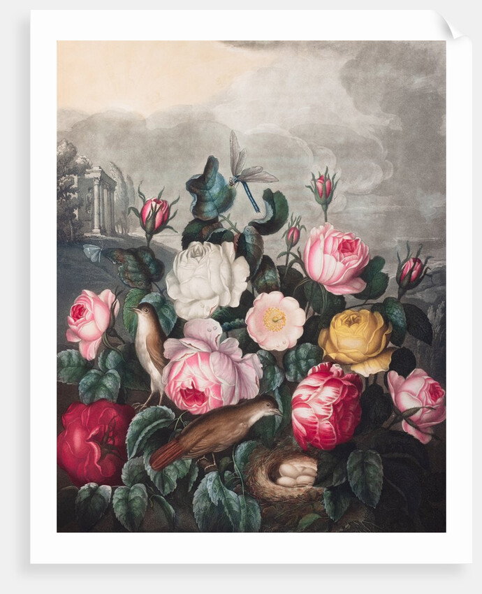 Roses by Robert John Thornton