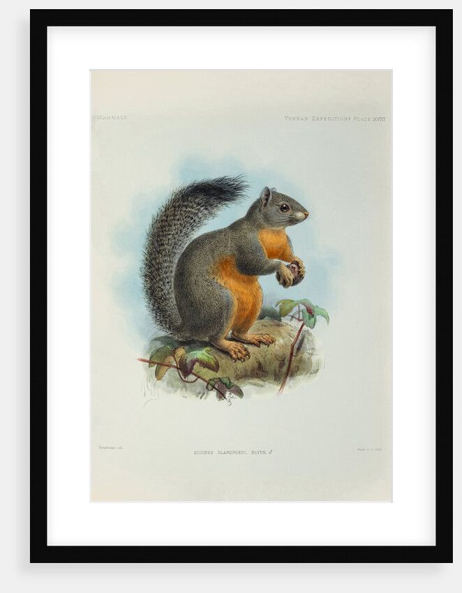 Phayre’s squirrel (Callosciurus phayrei) by Keulemans