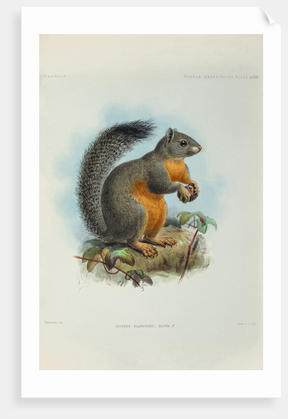 Phayre’s squirrel (Callosciurus phayrei) by Keulemans