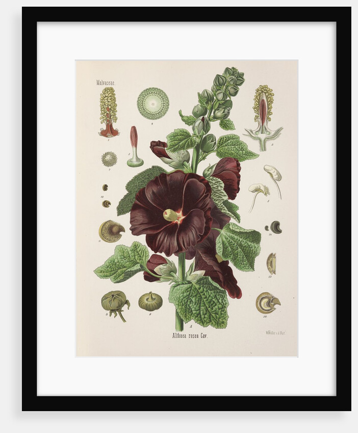 Hollyhock (Alcea rosea) by Walther Otto Müller